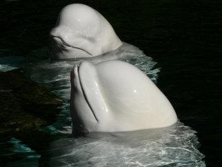 Two beluga whales at the Vancouver Aquarium.