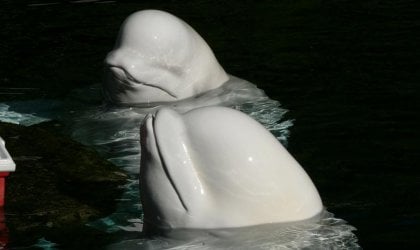 Two beluga whales at the Vancouver Aquarium.