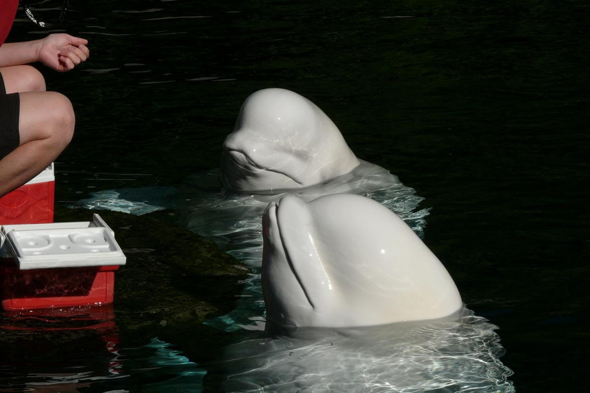 If Beluga Dies 