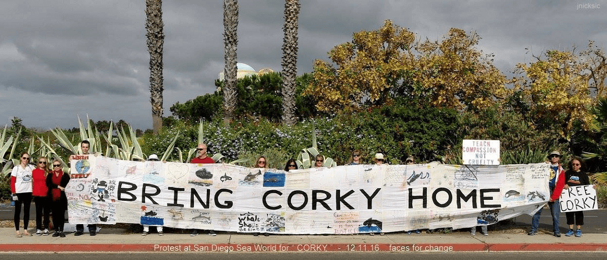 Corky 47th year anniversary demo