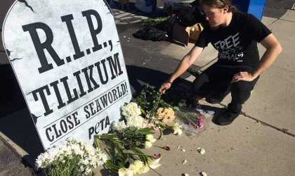 An activist kneels down next to a Tilikum memorial sign.