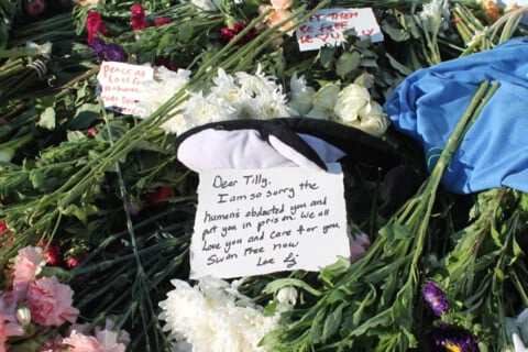 A thoughtful display of flowers adorned with a heartfelt note in memory of Tilikum.