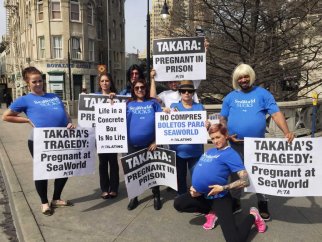 "Pregnant" protesters holding signs about orca Takara's pregnancy