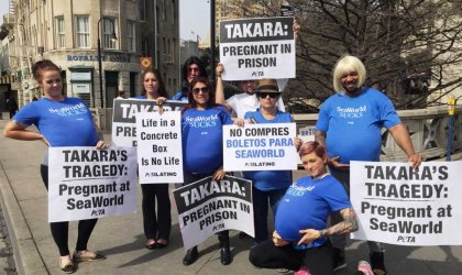 "Pregnant" protesters holding signs about orca Takara's pregnancy