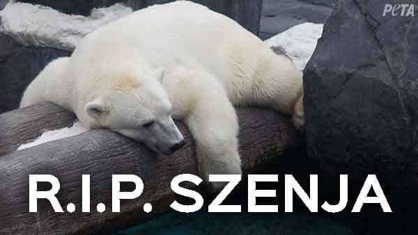 A polar bear resting on a log with the word szenja.