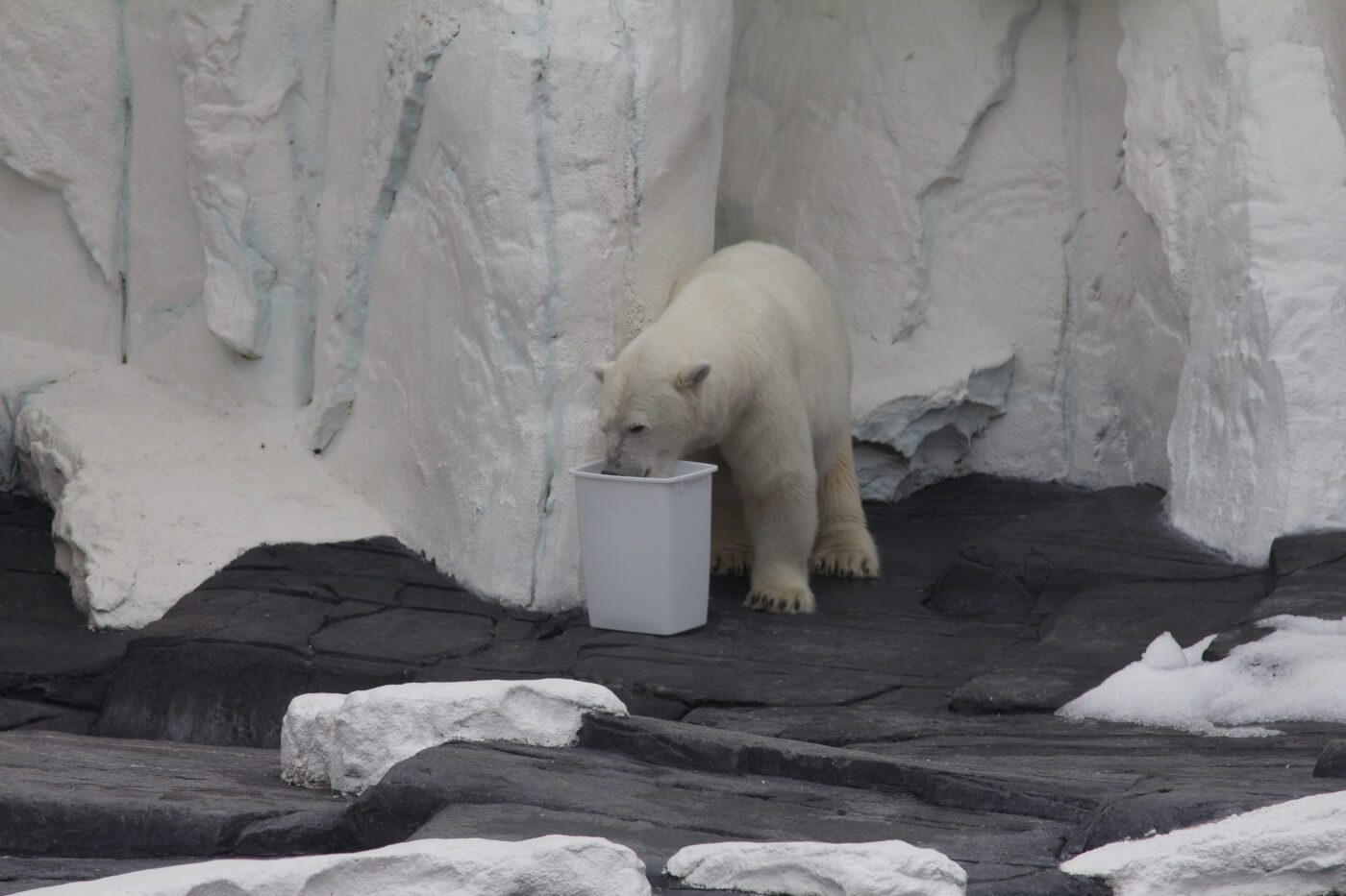 Szenja, the polar bear, drinking from a bucket.