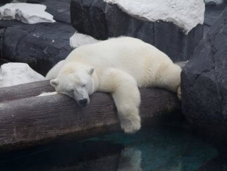 Szenja, a polar bear, sleeping on a log.