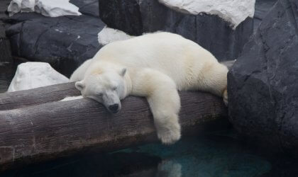 Szenja, a polar bear, sleeping on a log.