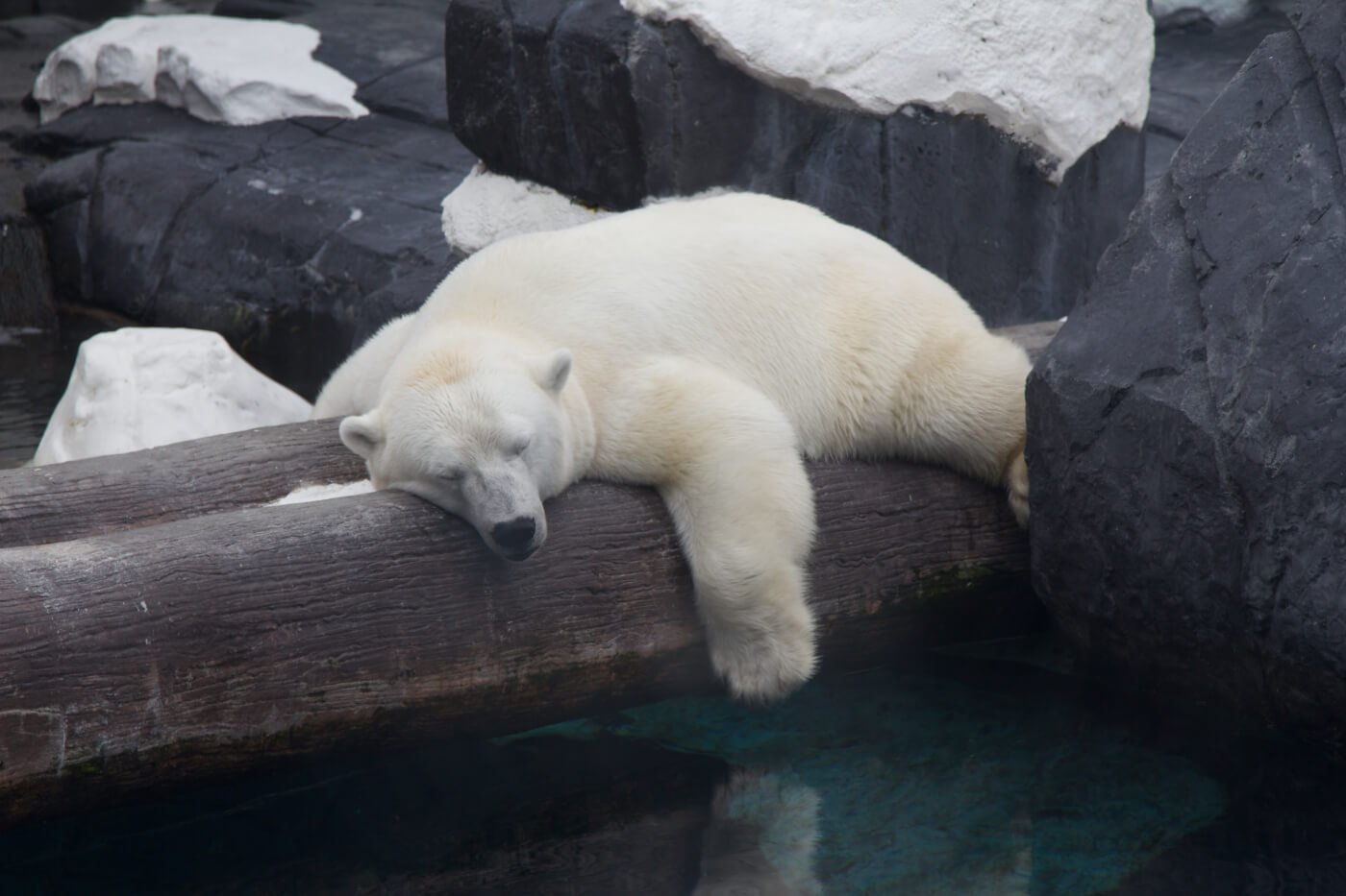 Szenja, a polar bear, sleeping on a log.