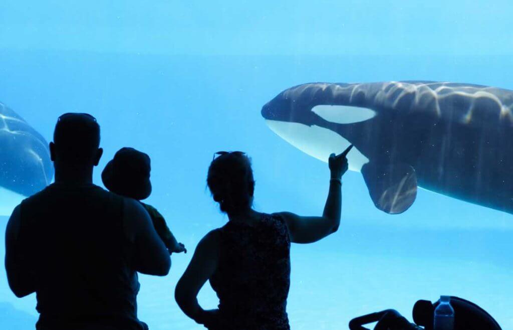 Family looking at orca in tank