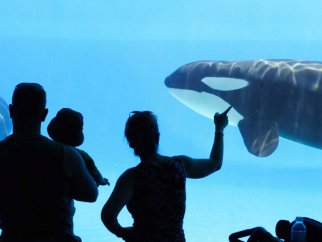 Family looking at orcas in SeaWorld tank