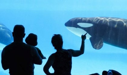 Family looking at orcas in SeaWorld tank