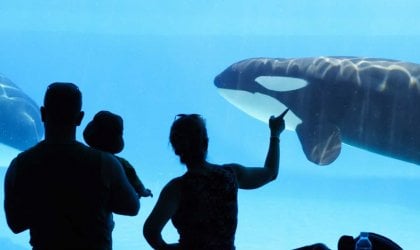 orca encounter
