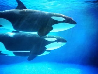 Two orcas swimming