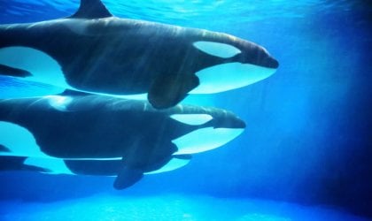 Two orcas swimming