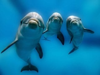 Three dolphins swimming in the ocean.