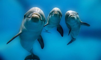 Three dolphins swimming in the ocean.