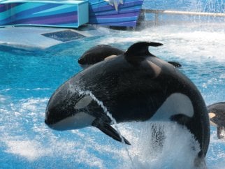 A group of orca whales jumping out of the water.