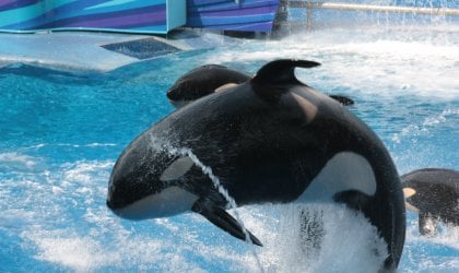 A group of orca whales jumping out of the water.