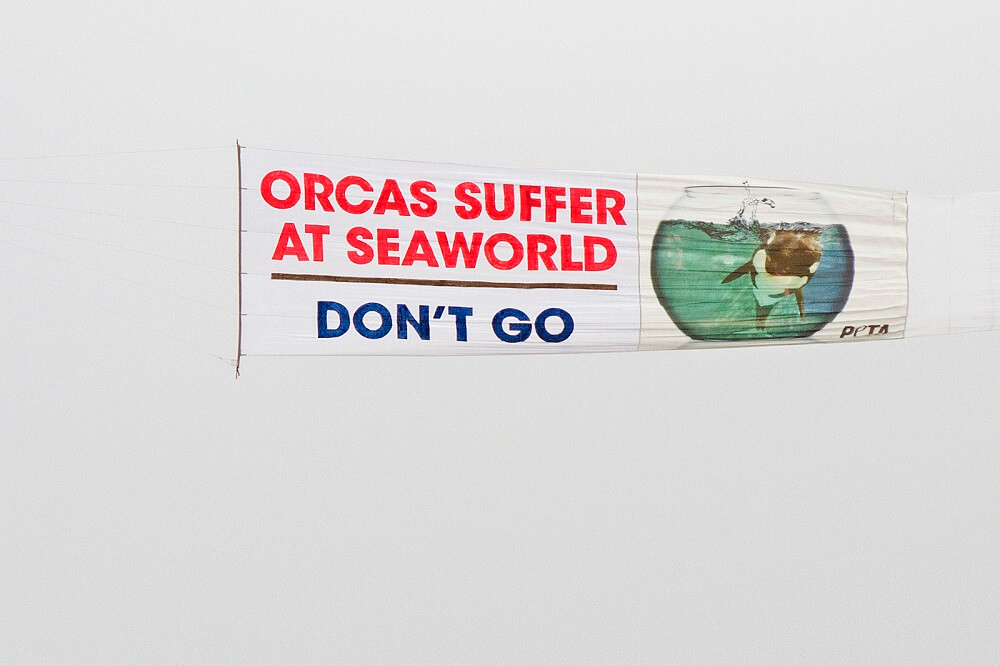 "Banner Orcas at SeaWorld don't go surfing.