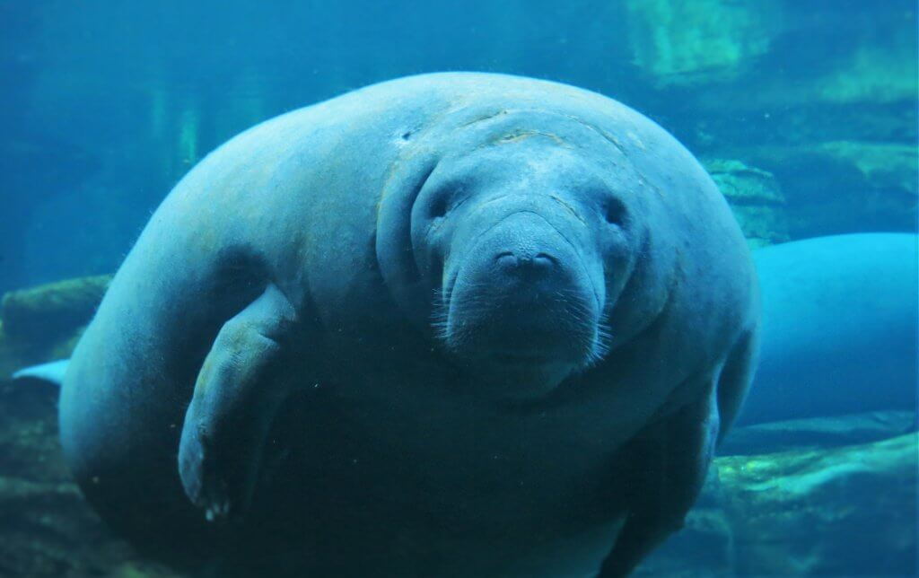 A large manatee is swimming in an aquarium at SeaWorld.