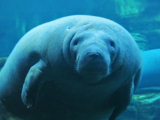 A manatee at SeaWorld.