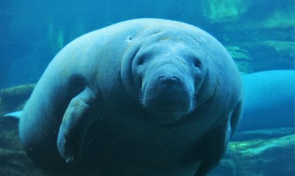 A manatee at SeaWorld.