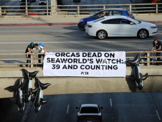 Protesters holding anti-SeaWorld banner on freeway overpass
