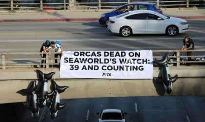 Protesters holding anti-SeaWorld banner on freeway overpass