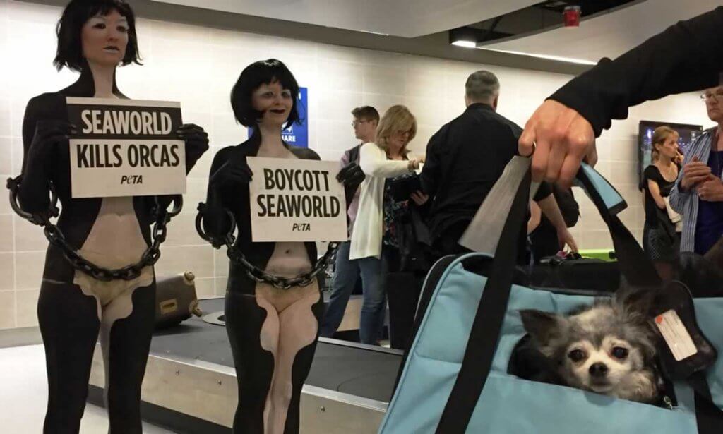 A dog in a bag with a sign that says seward kills seward.