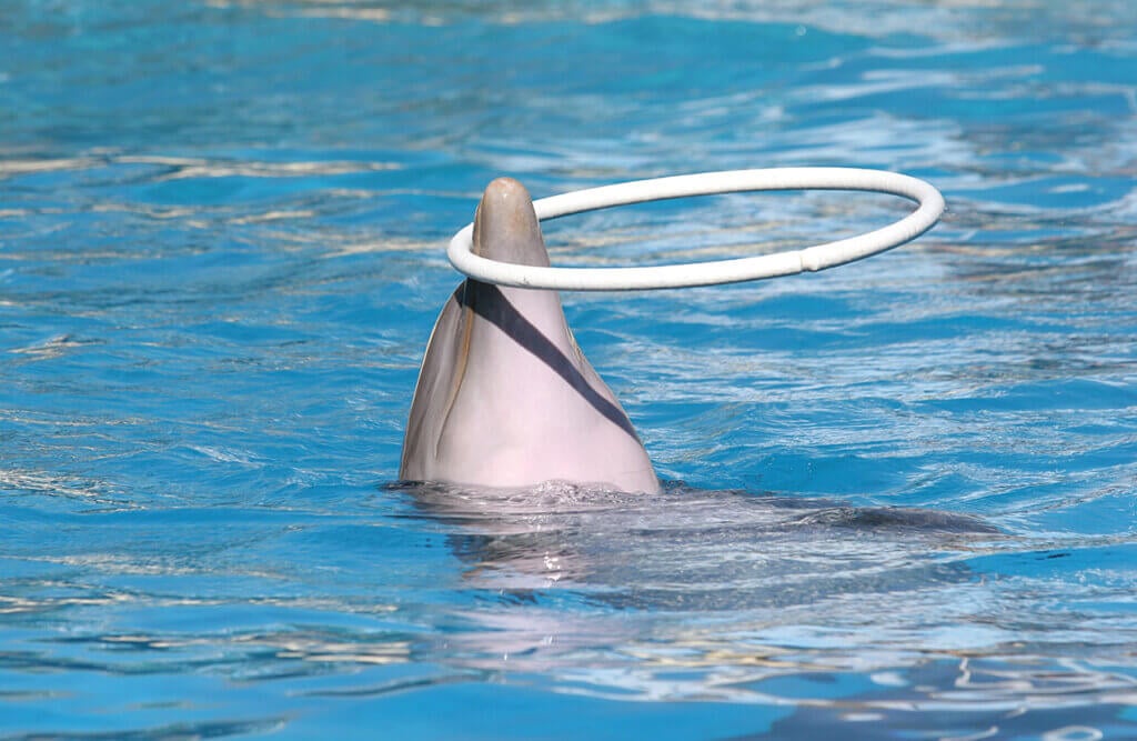 dolphin at seaworld hula hoop