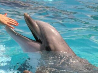 humans touching dolphins at seaworld