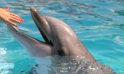 humans touching dolphins at seaworld