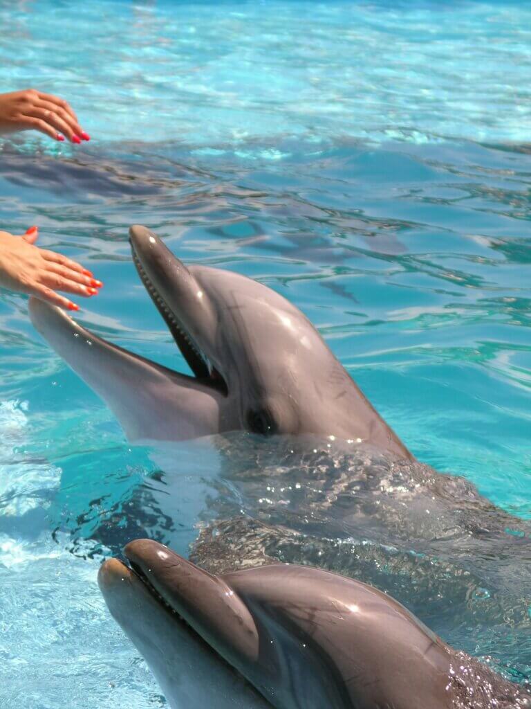 Dolphins in San Antonio Sea World park