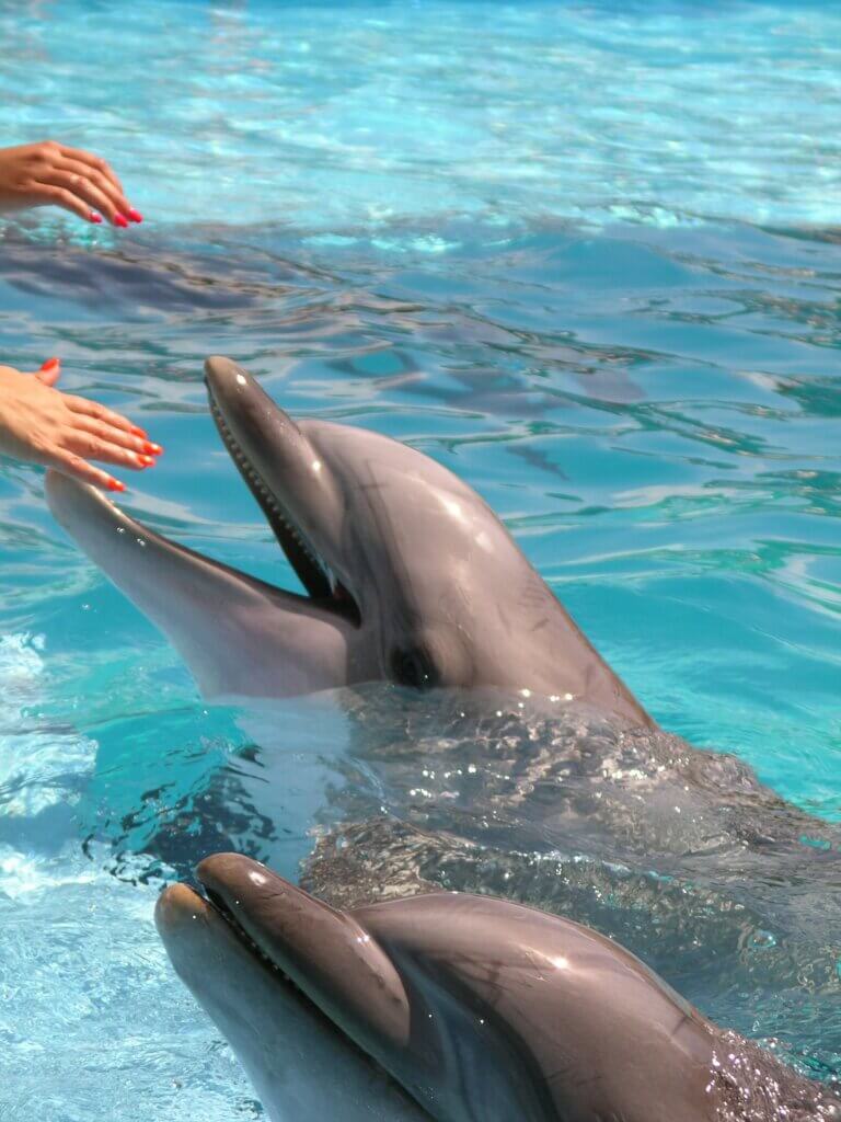 Dolphins in San Antonio Sea World park