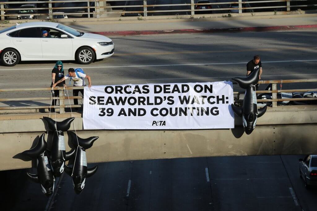         Description: An ______ banner that reads orcas dead on seaworld watch 39 and counting.