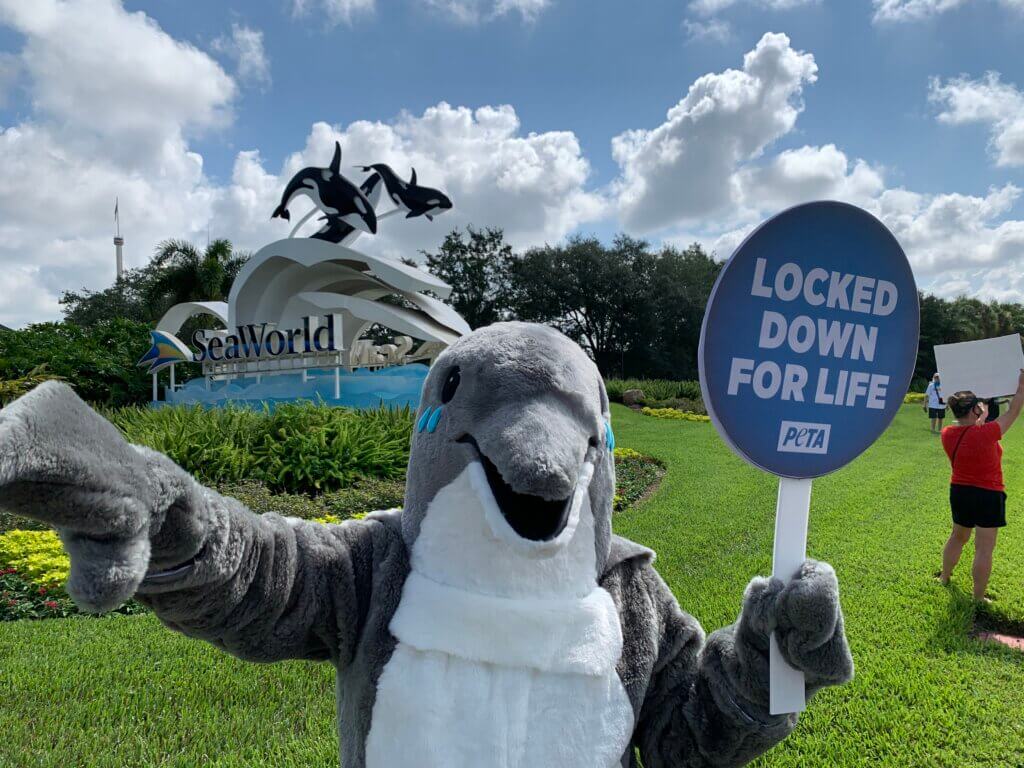 Vancouver Aquarium beluga on 'breeding loan' to Florida SeaWorld