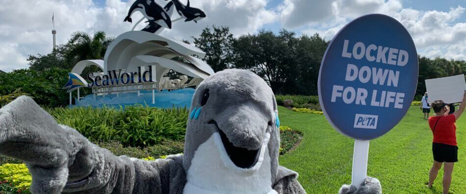 crying seaworld 'dolphin