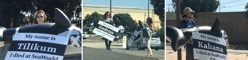 A group of dead orcas with a woman's name on them.