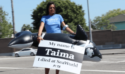 A woman holding a sign that says "my name is Taima, I died at SeaWorld"