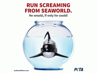 Anti-SeaWorld ad with orca in a fishbowl and text reading "Run Screaming from SeaWorld. He would, if only he could."