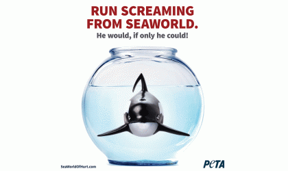 Anti-SeaWorld ad with orca in a fishbowl and text reading "Run Screaming from SeaWorld. He would, if only he could."