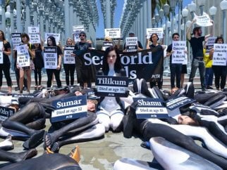 Anti-SeaWorld demo at LACMA