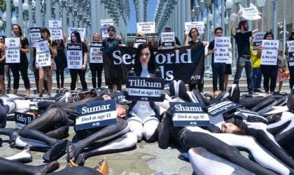 Anti-SeaWorld demo at LACMA