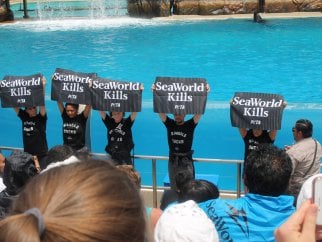 Protesters holding "SeaWorld Kills" signs in front of SeaWorld orca show