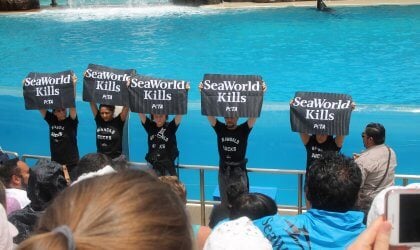 Protesters holding "SeaWorld Kills" signs in front of SeaWorld orca show