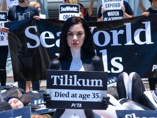 Protester holding sign reading Tilikum died at age 35