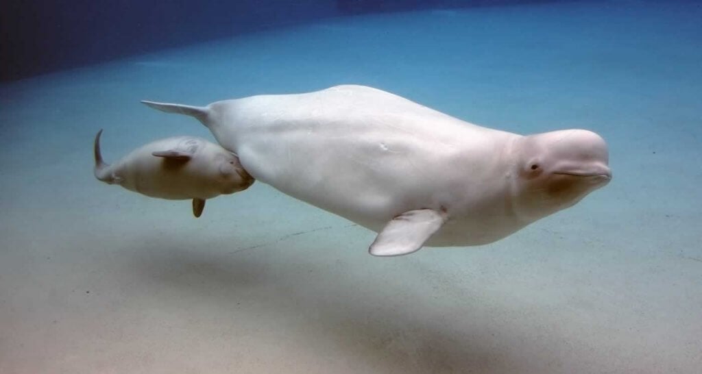 A white whale with a baby swimming in the water.