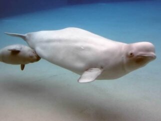 A Beluga whale nursing her baby