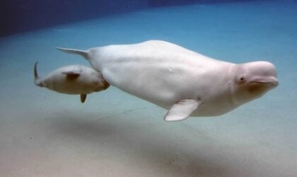 A Beluga whale nursing her baby